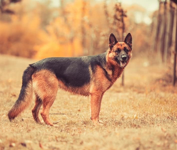 Doggio standing in an autumn field