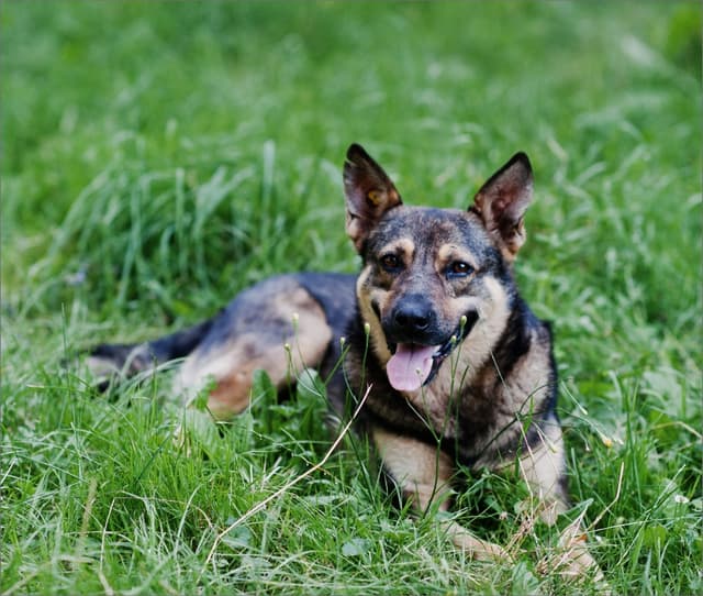 German Shepherd lying in the grass