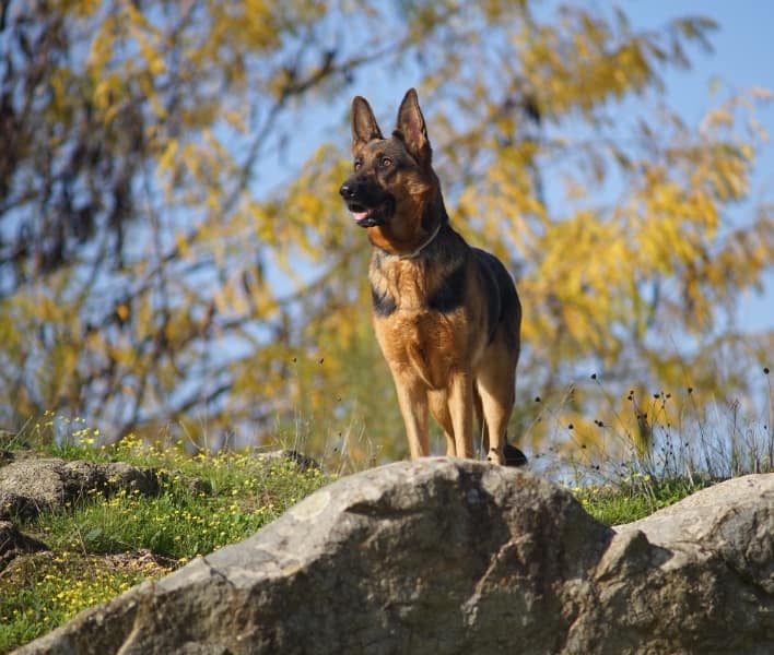 Gemma standing on a rock under autumn trees