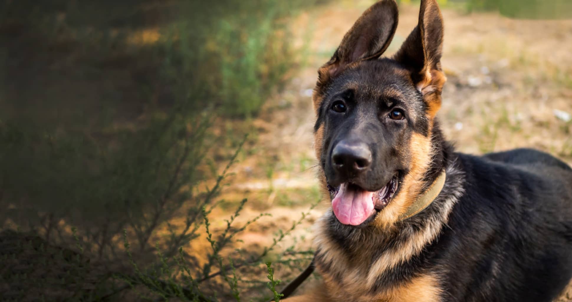 German Shepherd resting outdoors in the afternoon sun