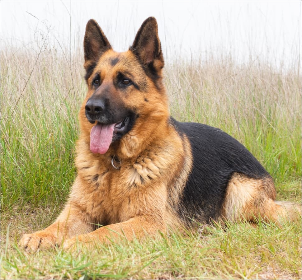 German Shepherd lying in a grassy field
