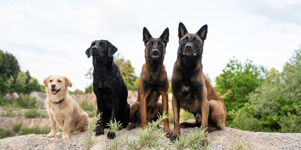 Four rescue dogs sitting together outdoors