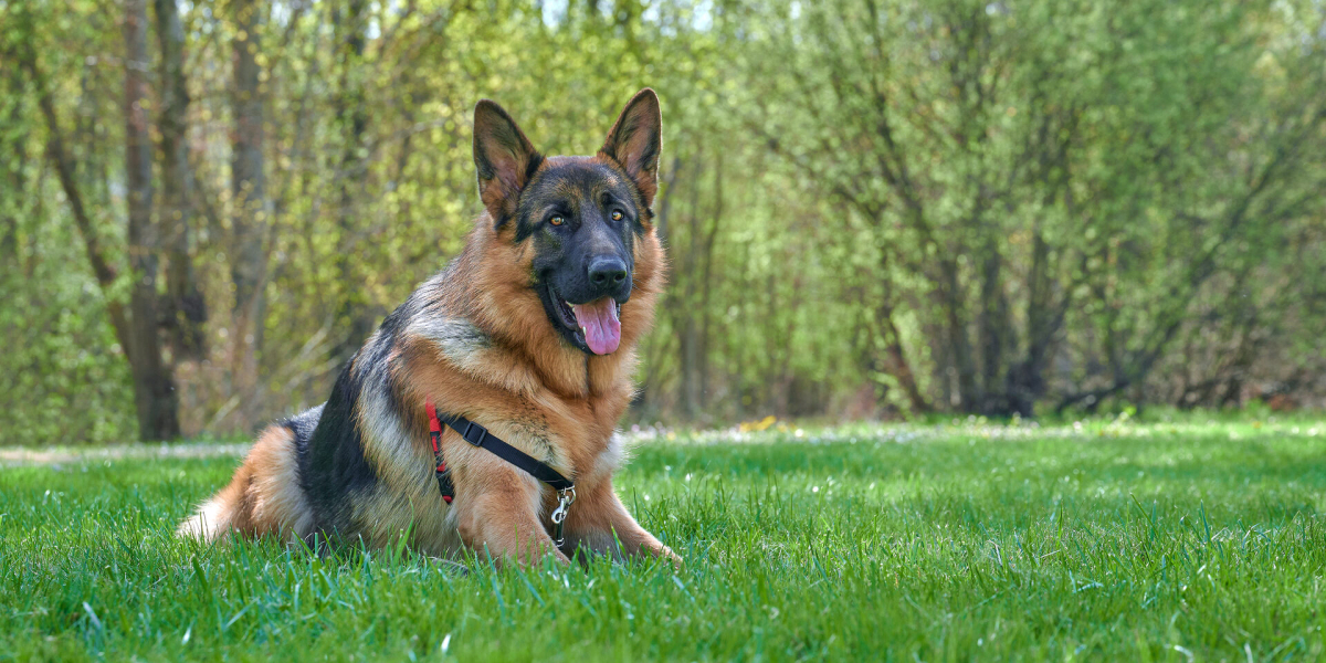 sbg-contact-hero-photo image German Shepherd resting on a lawn looking at the camera