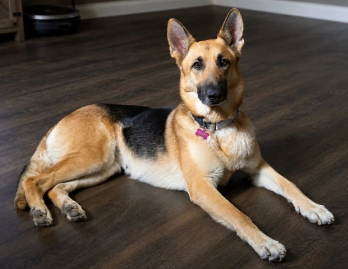 Saved by Grace rescue shepherd relaxing at home