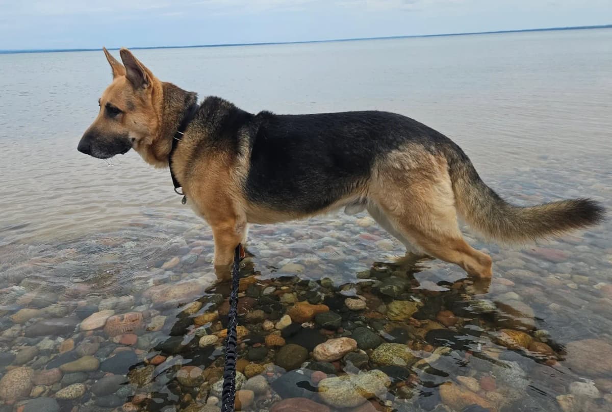 Saved by Grace rescue shepherd wading in a lake