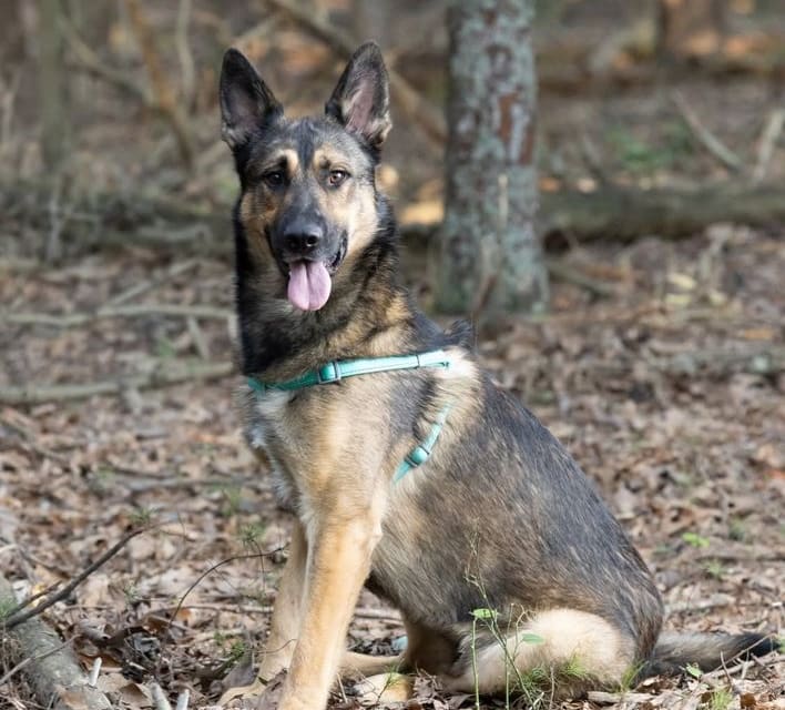 Saved by Grace rescue shepherd sitting in the woods