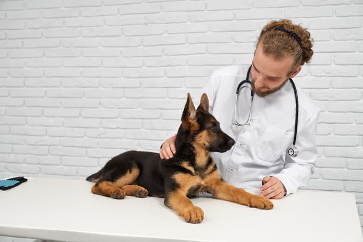 Veterinarian caring for a German Shepherd