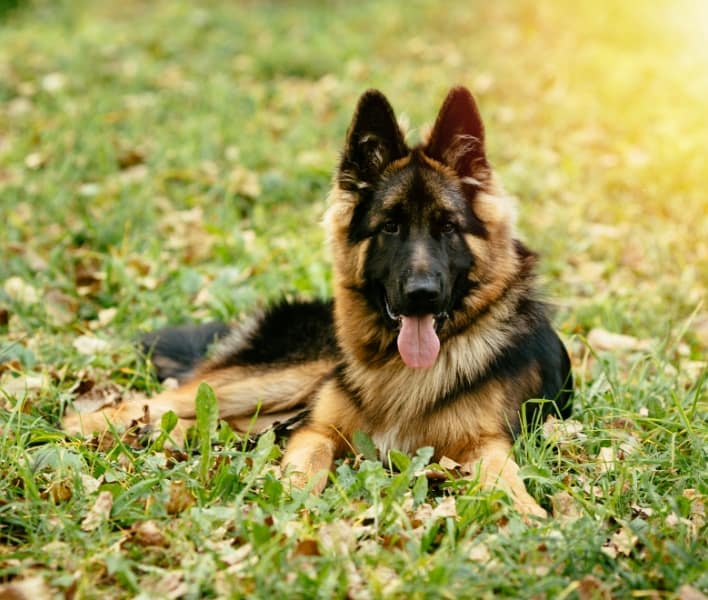 Scooter lying in the grass