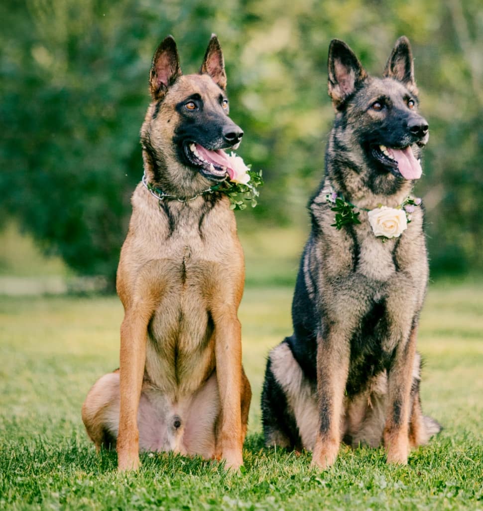 Two German Shepherds sitting side by side in the grass